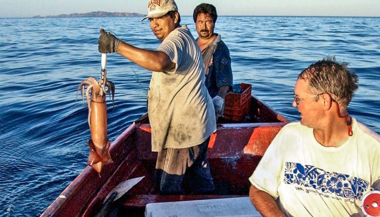 Biology Professor William Gilly, right, and two fishermen from Baja California capture a Humboldt squid for research (jumbo squid concept)