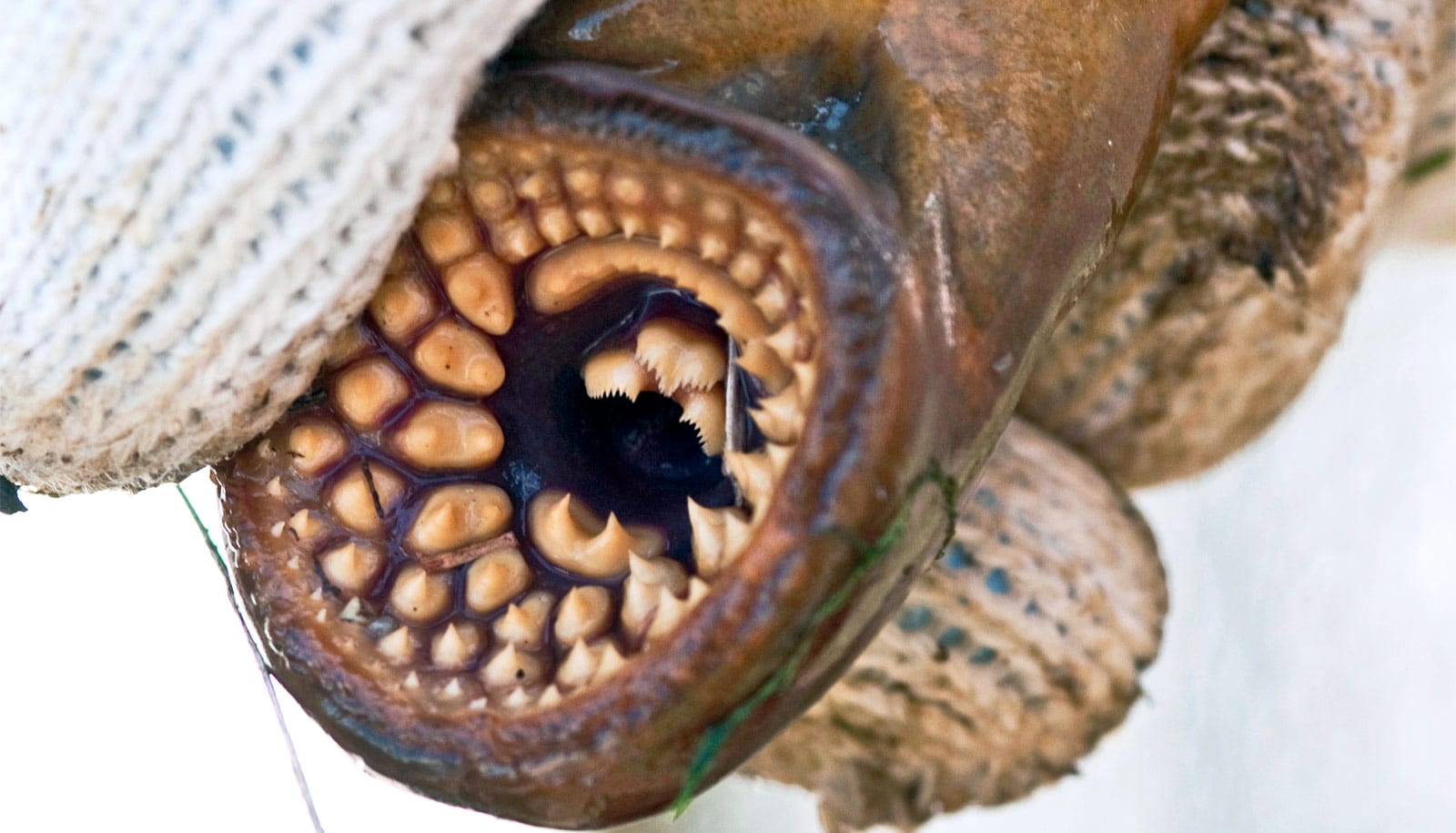 Lamprey mouth - Lampreys