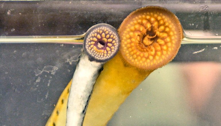 two lampreys on side of tank