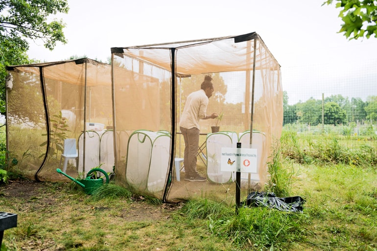 D. André Green works inside an outdoor insectary (monarch butterflies concept)