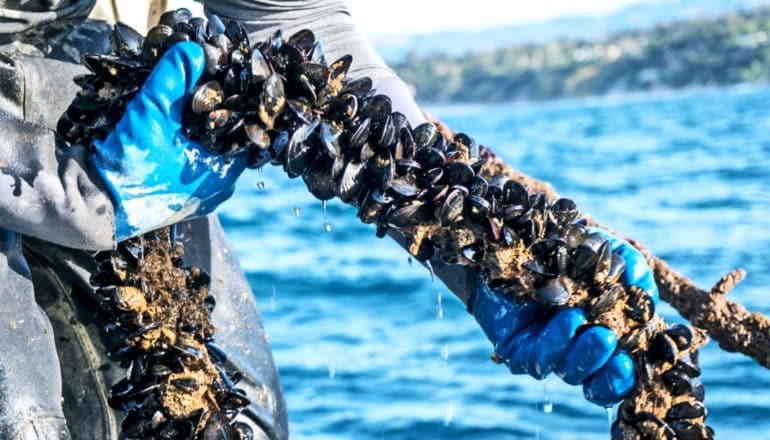 Owner Bernard Friedman handles mussels at the Santa Barbara Mariculture Company.