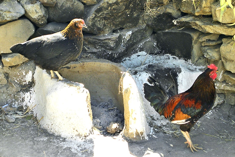 Two African chickens