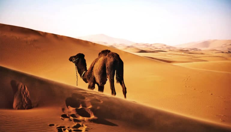 sahara desert