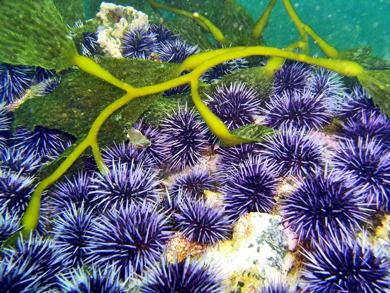 Purple sea urchins munch on kelp off the coast of California
