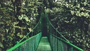 green bridge into trees - forest restoration