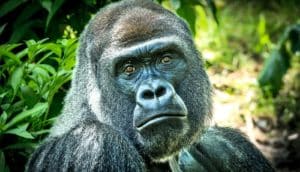 western lowland gorilla (republic of congo concept)