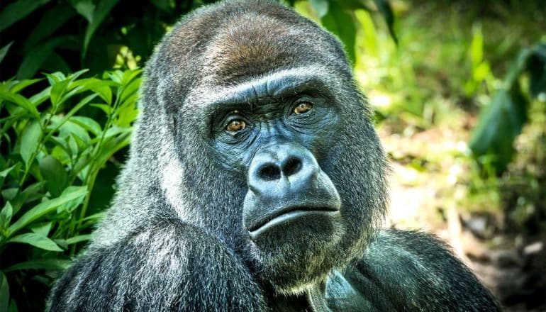 western lowland gorilla (republic of congo concept)
