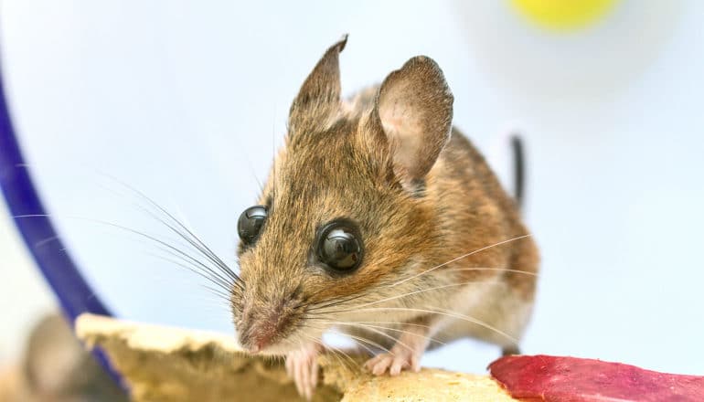 white-footed-mouse - Lyme