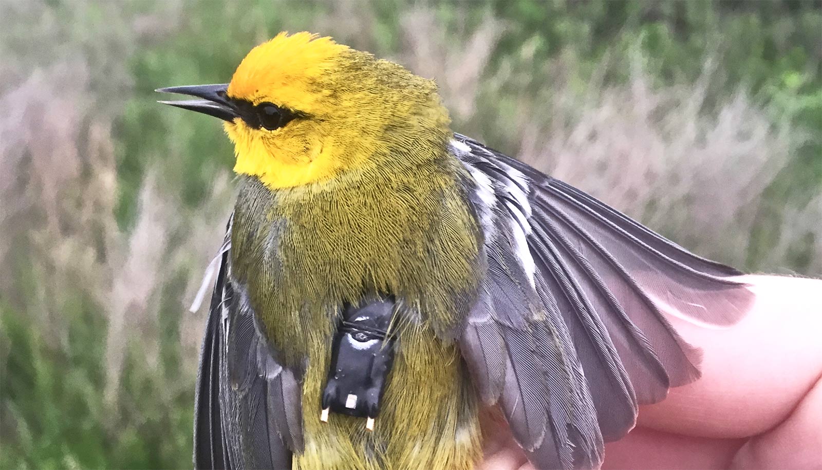 blue-winged warbler from behind with small black rectangle device on back