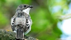 European Pied Flycatcher