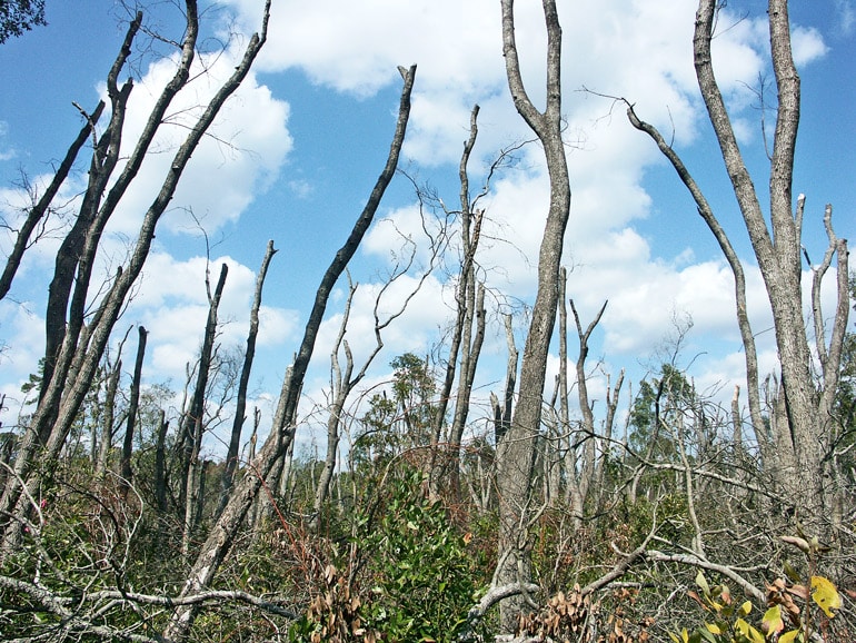 The image shows dead trees in Evans County Georgia. (invasive pests concept)