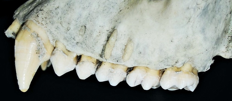 The image shows a close-up of gorilla teeth.