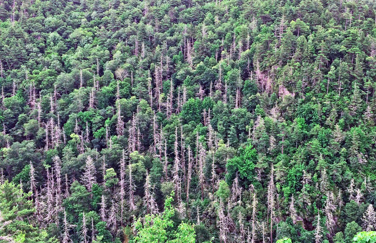 The image shows an aerial view of Great Smoky National Park in North Carolina where hemlock woolly adelgid has killed a number of trees.