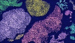 The image shows the high-resolution map of liver cells.