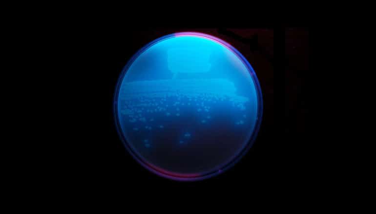 obafluorin - bacteria glow blue in petri dish on black