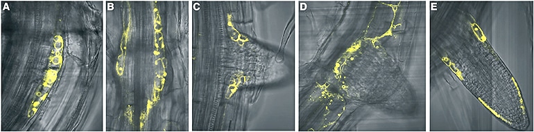 An image shows different stages of TOB1 expression during later root development.