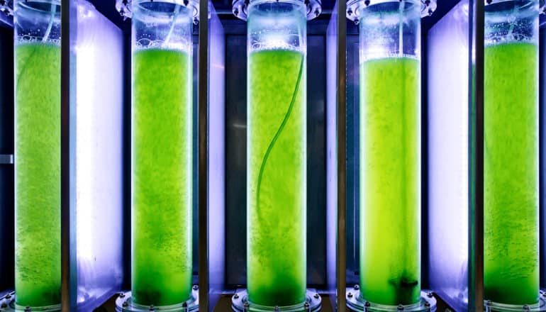 The image shows five tubes filled with green algae for the production of biofuel. (algae concept)