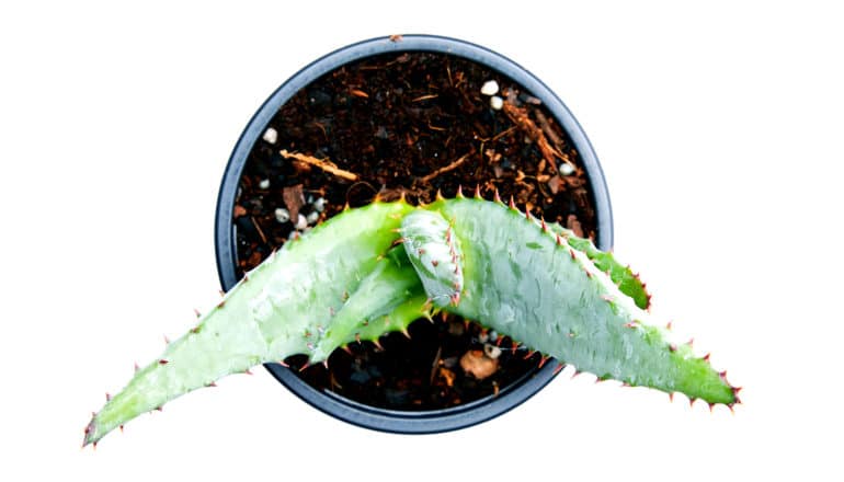 aloe succulent in pot from above