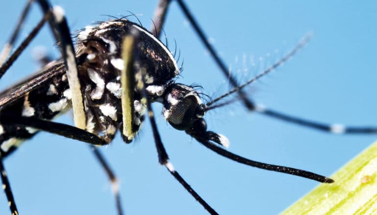 The black and white-spotted Asian tiger mosquito perches on a plant with a blue background