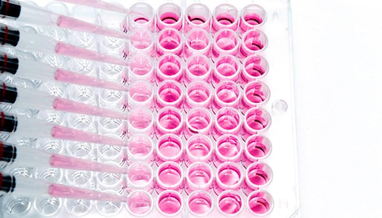 Pipettes drop pink liquid into 96 small plastic reservoirs in a cell assay test.