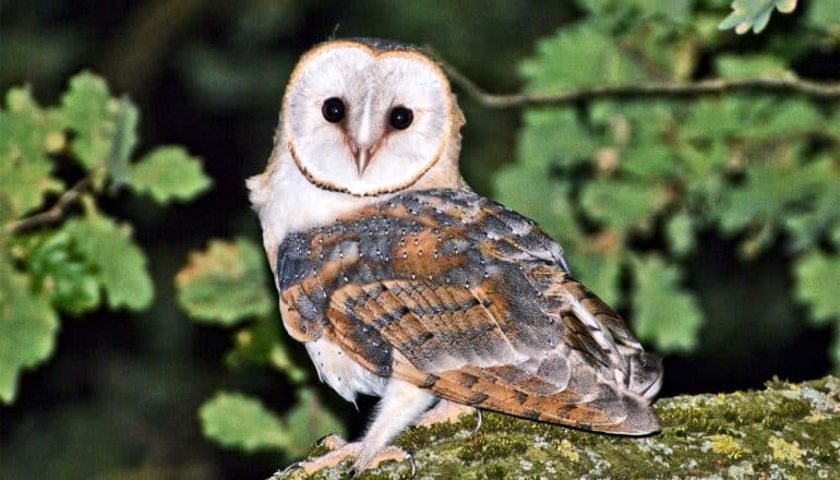 The image shows a barn owl in a tree looking at the camera. (barn owls concept)