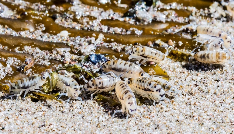 The image shows tiny beach hoppers feasting on kelp wrack.