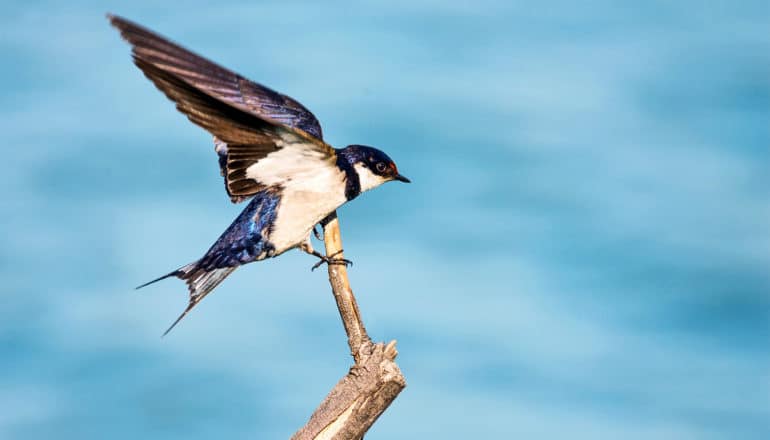 The image shows a bird landing on a branch. (aerial robots concept)