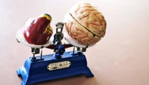 model brain and heart on blue scale