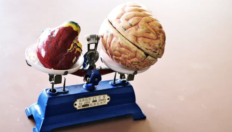 model brain and heart on blue scale