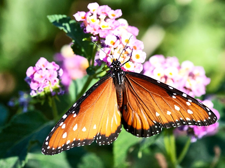 An orange butterfly perches on pink flowers