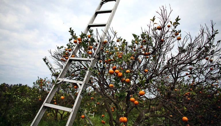 ladder leans against tangerine tree in orchard