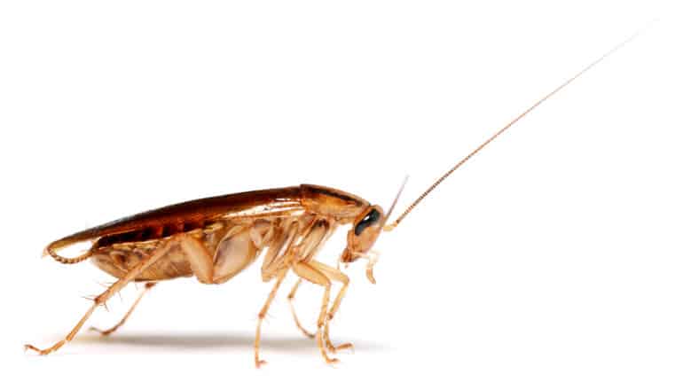 cockroach on white (roach-sized robot concept)