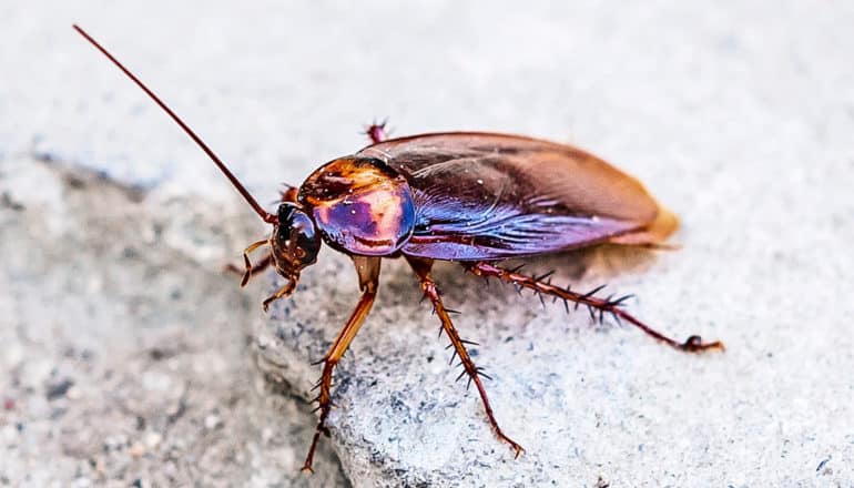 A cockroach perches on a break in some concrete as light reflects off its shell.