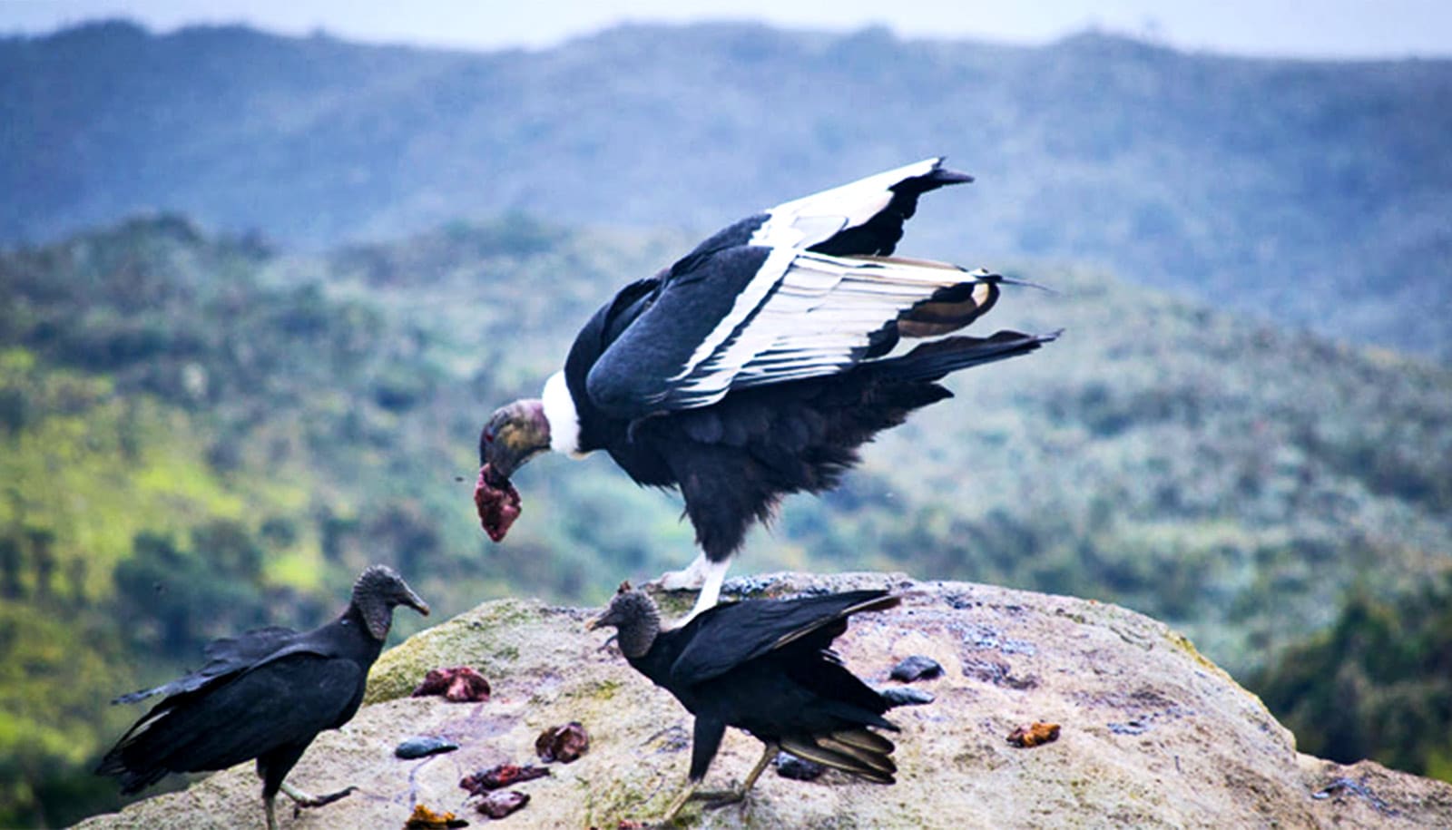 The large black birds eat meat while standing on a rock above a valley with mountains in the background