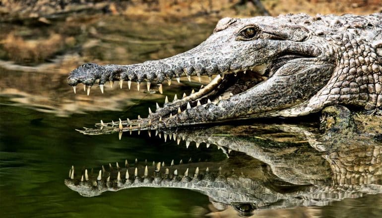 The image shows a crocodile with its mouth open and teeth visible, reflected in water below the crocodile. (crocodiles concept)