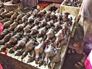 The image shows dead bats for sale on a table in Indonesia.