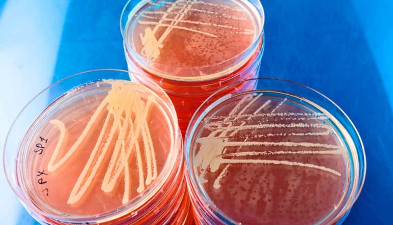 daptomycin concept -- three stacks of pink petri dishes with cultures on blue