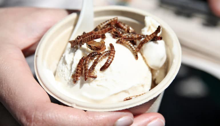 hand holds cup of vanilla ice cream with fried mealworms on top - eating insects