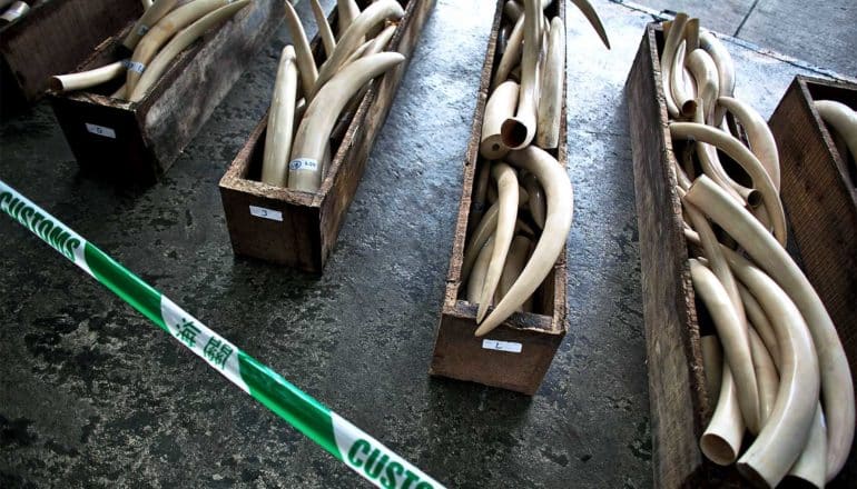 The image shows boxes of elephant tusks custom officials in Hong Kong seized. (environmental crime concept)