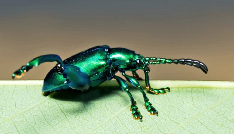 The image shows the invasive emerald ash borer, a beetle with a shiny green shell, walking on a leaf. (invasive pests concept)