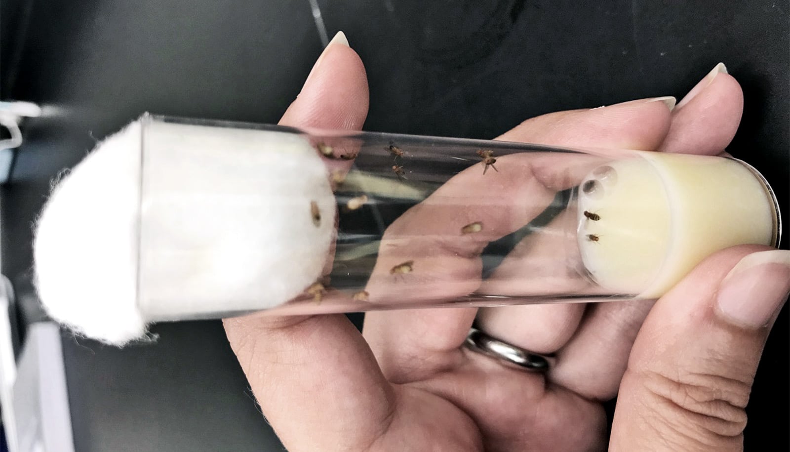 The image shows a researcher holding a vial full of fruit flies.