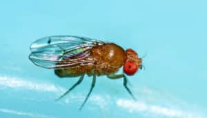 The image shows a close-up of a fruit fly on a blue background. (learning concept)
