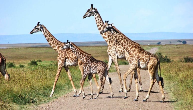 A group of four giraffes, including a smaller baby, walk across a road between grassy fields with a blue sky in the background