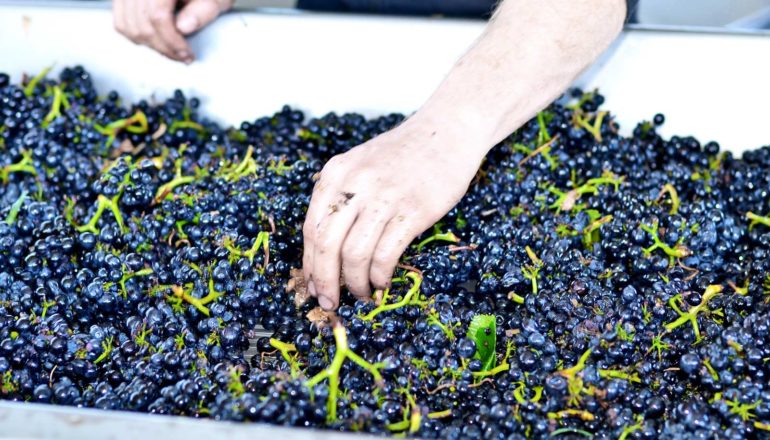 A hand reaches into a trough filled with dark purple wine grapes