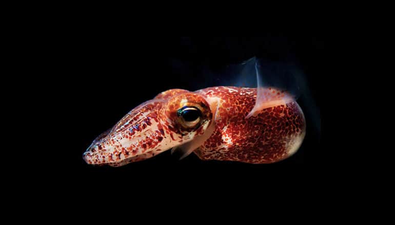 reddish-orange squid with flapping fin against black background