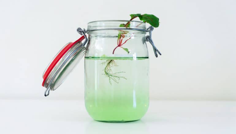 An image shows a jar with a plant growing inside, with roots growing in water. (roots concept)