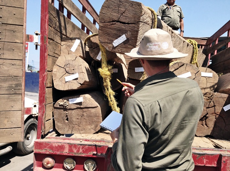 The image shows officials busting an illegal shipment of timber in Mexico, with an official pointing to a truckload of trees.