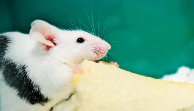 a black and white mouse eats a potato chip, holding it with both hands in profile
