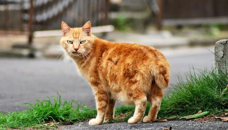 orange cat curls its lip while standing on grassy curb