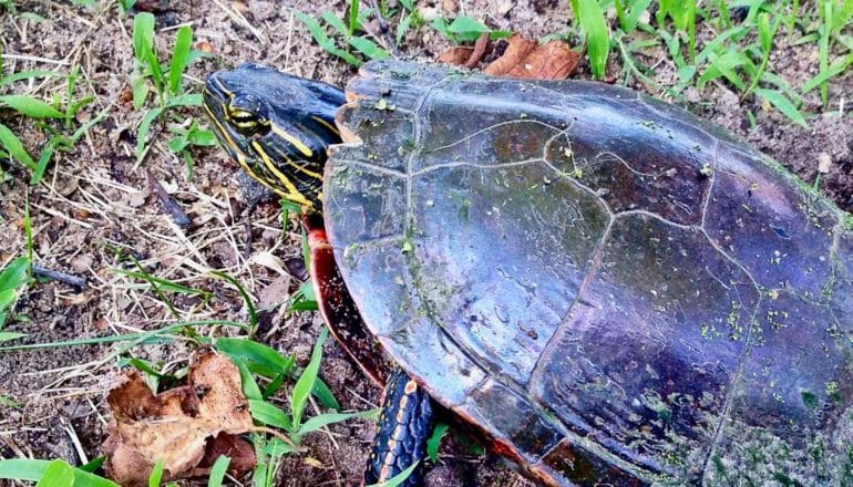 The image shows a painted turtle in the grass.